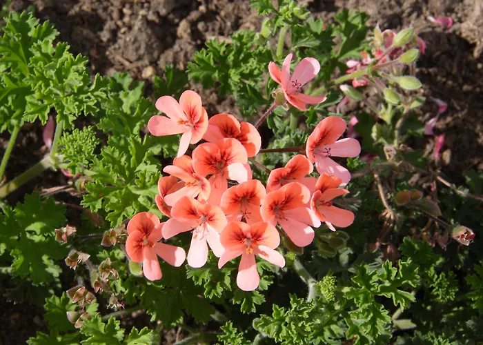 Vele Rosse Hotel, Business & Leisure Ξενοδοχείο 4*