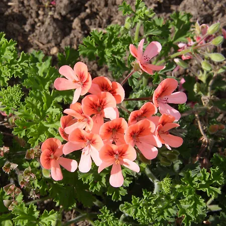 Vele Rosse Hotel, Business & Leisure 酒店 4*